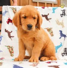 Perched on a mountain top that is nestled amongst the endless mountains of northeastern pa, we have shared our lives with golden. Ruby Golden Retriever Puppy For Sale In Newburg Pa Happy Valentines Day Happyvalentinesday2016i