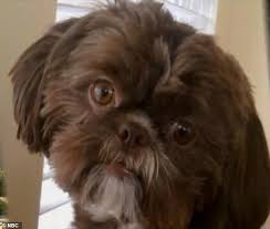 After greeting your pet, they can relax whilst we can discuss their symptoms and health and whether euthanasia is suitable on this day. Healthy Dog Is Euthanized To Be Buried With Owner After She Left Specific Instructions In Her Will Daily Mail Online