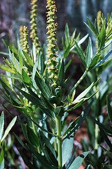 Stillingia Root
