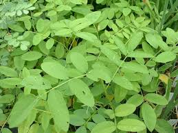 Image result for Indigofera adenoides