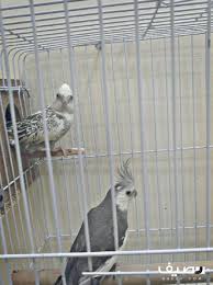 زوج كروان هولندي مميز animals parrot owl