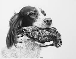 Black And White English Springer Spaniel Hunting Springer Spaniel Hunting Dog A Soft Mouth By Billharrison Hunting Art Spaniel Art Dog Drawing