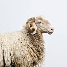 Pour Faire Le Portrait D Une Brebis Brebis Animaux Portrait
