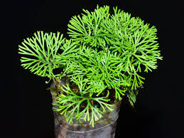 Image result for Elaphoglossum kivuense