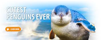 New Jersey Aquarium Camden Nj Public Aquarium Adventure Amazing Aquariums