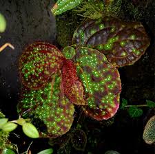 Image result for Calvoa orientalis