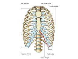 The ribs are a set of twelve paired bones which form the protective 'cage' of the thorax. The Ribs