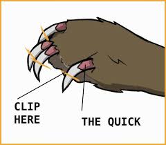 Your Rabbit On The Edge Of The Table Against Your Body So They Will In 2020 Rabbit Care Pet Bunny Rabbits Pet Bunny