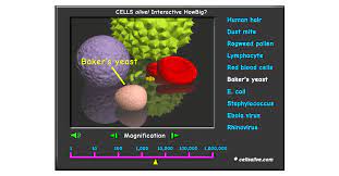 Back to the original question: Cells Alive Howbig