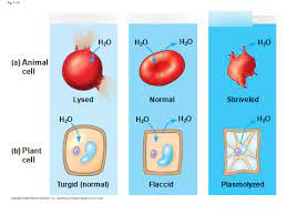 Check spelling or type a new query. Cell Membrane And Osmosis Test Diagram Quizlet