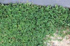 Image result for Polygonum aviculare