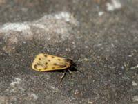 Image result for Setina roscida