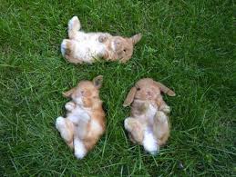 3 Bunnies Watching The Clouds Cute Animals Cute Baby Animals Baby Animals