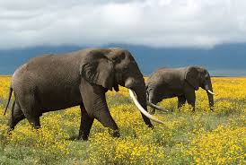 Elephants are herbivores and only eat grasses, herbs, fruit, plants and trees. Elephants Don T Eat Peanuts And 10 Other Things You Should Know About The Pachyderms Pbs Newshour