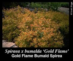 Image result for Spiraea bumalda