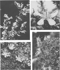 Image result for Endostemon villosus