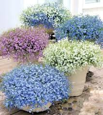 Image result for Lobelia erinus