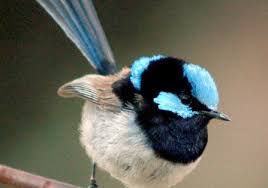 Small Brown Bird With No Tail Feathers Superb Fairywren Birds Of Flinders Island Ebird 2017 Inaturalist Birds Beautiful Birds Pet Birds