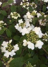 Scarica questa immagine gratuita di fiori bianchi cespuglio dalla vasta libreria di pixabay di immagini e video di pubblico dominio. Pin Su Piante Fiorite Flowers