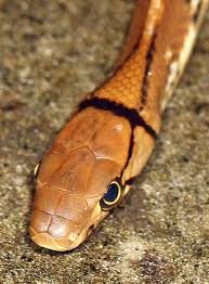 Maybe you would like to learn more about one of these? Pin On Snakes Of The World