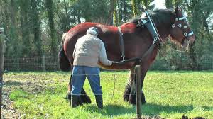 The belgian draft horse was developed in the fertile pastures of belgium. Strong And Well Trained Belgian Draft Horse At Work Youtube