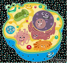 Check spelling or type a new query. Plant Cell Vs Animal Cell Sutori