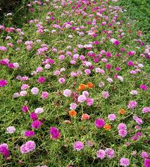 Piantine di portulaca online / pianta di portulaca oleracea vendita. Portulaca Grandiflora Or Rose Moss Buy Online In Uae Green Souq Uae