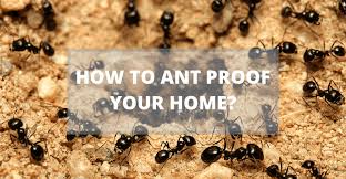 Are there factors that determine how long they live? How To Ant Proof Your Home Pest Control Blog
