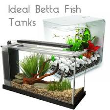 How To Set Up A Beautiful Betta Fish Tank Japanesefightingfish Org Betta Fish Betta Fish Tank Betta