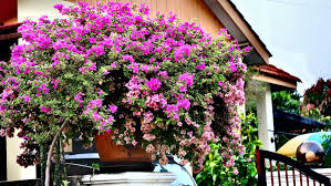 Bougainvillea is a vibrant, blooming vine that climbs on trellises at seaside resorts and desert retreats from san diego to miami. Bougainvillea An Welchem Standort Fuhlt Sich Die Drillingsblume Wohl