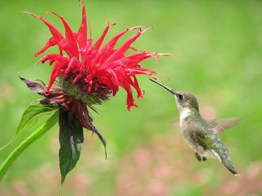 Scarlet Bee Balm | Monarda Didyma Perennial