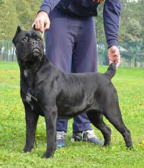 It is used for personal protection, tracking, law enforcement, as a guard dog, and as a companion dog. Cane Corso 101dogbreeds Com