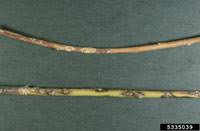 Image result for venturia saliciperda willow tree