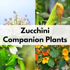 It is packed with essential oils so it's very rare for pests to attack it. Must Know Zucchini Companion Plants And 5 Plants To Avoid Together Time Family