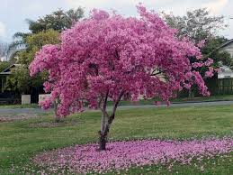 Peach pits will grow outdoors with little intervention. Under The Flowering Tree Ii Trees To Plant Flowering Trees Plants