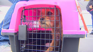 Includes all benefits of silver and free membership. Photos At Risk Shelter Dogs Cats Flown Into Seattle To Find Forever Homes Komo