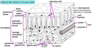 We did not find results for: Transport In Plants Transpiration Potometer Water Movement Gas Exchange Systems Phloem Tubes Xylem Tubes Root Hair Cells Absorption Water Mineral Nutrients Importance Deficiency Effects Igcse O Level Gcse 9 1 Biology Revision Notes Examinations
