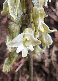 Image result for Gastrodia rwandensis