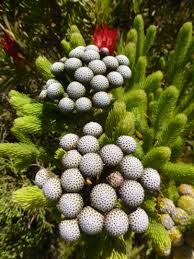 Image result for Thymelaeaceae