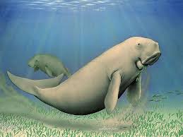 The Dugong Australian Wildlife Painting By Kevin Stead 16 Coverart 02 Kevinstead Dugong Australian Wildlife Wildlife Paintings Dugong