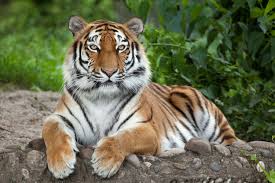 Maybe you would like to learn more about one of these? Tiger Wallpaper