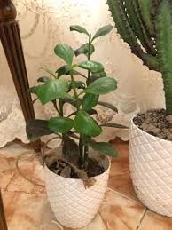 Image result for Euphorbia umbellata