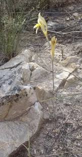 Image result for Gladiolus permeabilis