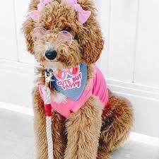 Zoopeez Zoopeez Instagram Photos And Videos Teddy Bear Teddy Photo And Video