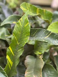 Image result for Pycreus nitidus