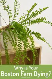 Every fall, it was brought inside, and my. Why Is My Boston Fern Dying And How To Bring It Back To Life My Little Jungle