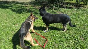 We did not find results for: Central Illinois German Shepherd Dog Rescue Home Facebook