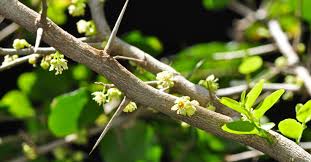 Image result for Dovyalis hispidula