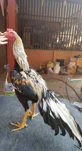 Ada juga yang telah legalkan. 310 Sabung Ayam Royal928 Ideas Game Fowl Fighting Rooster Agen