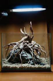 Substratesource Cholla Wood Aquarium Driftwood 4 Inch 3 Pieces In 2020 Aquarium Driftwood Aquarium Fish Tank Aquarium